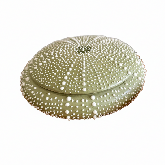 light green ceramic sea urchin lidded box