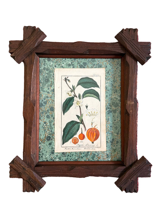 antique hand colored lithograph of Physalis Alkekengi on Italian hand marbled paper in an Adirondack frame