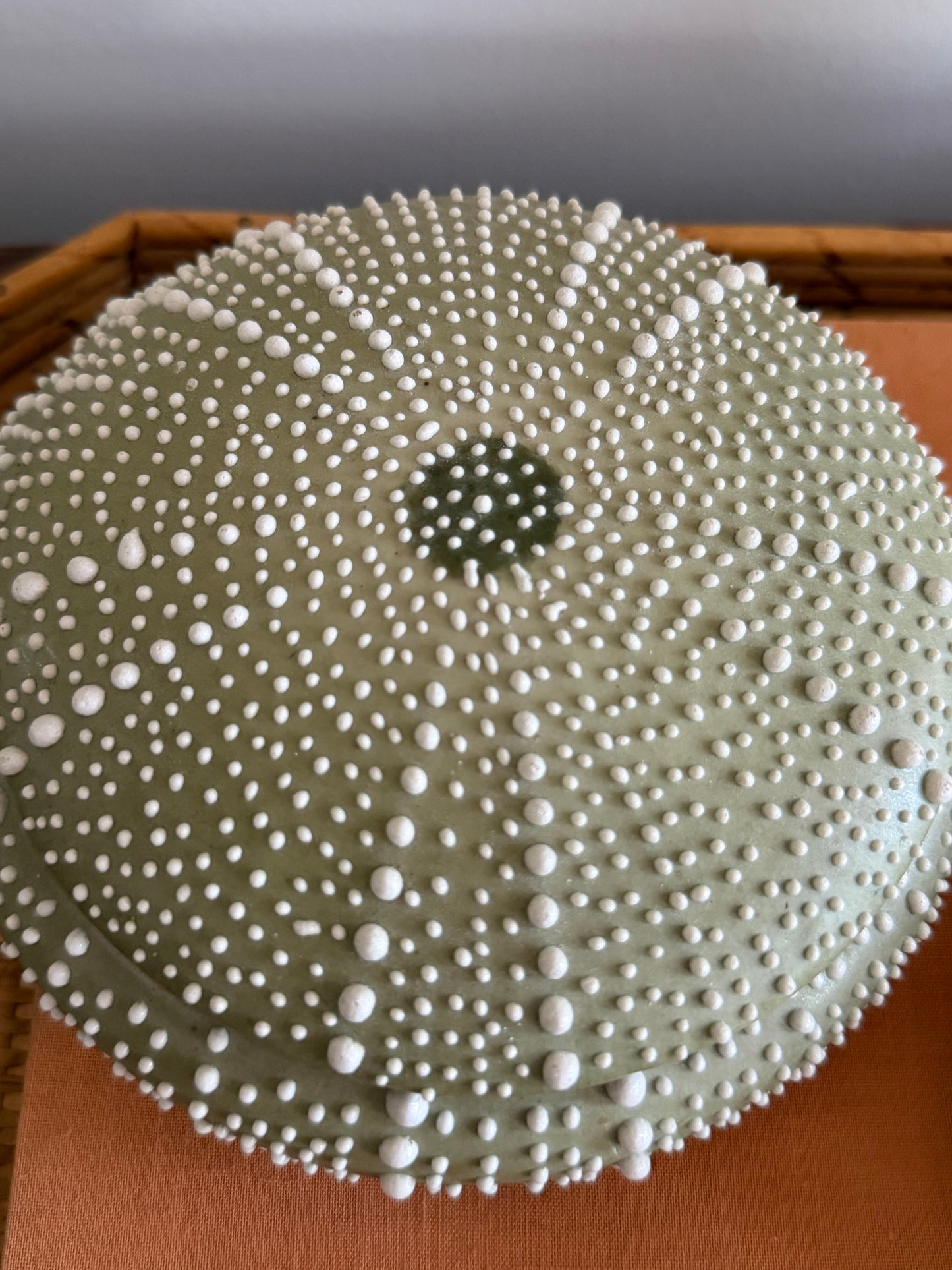 light green ceramic sea urchin lidded box