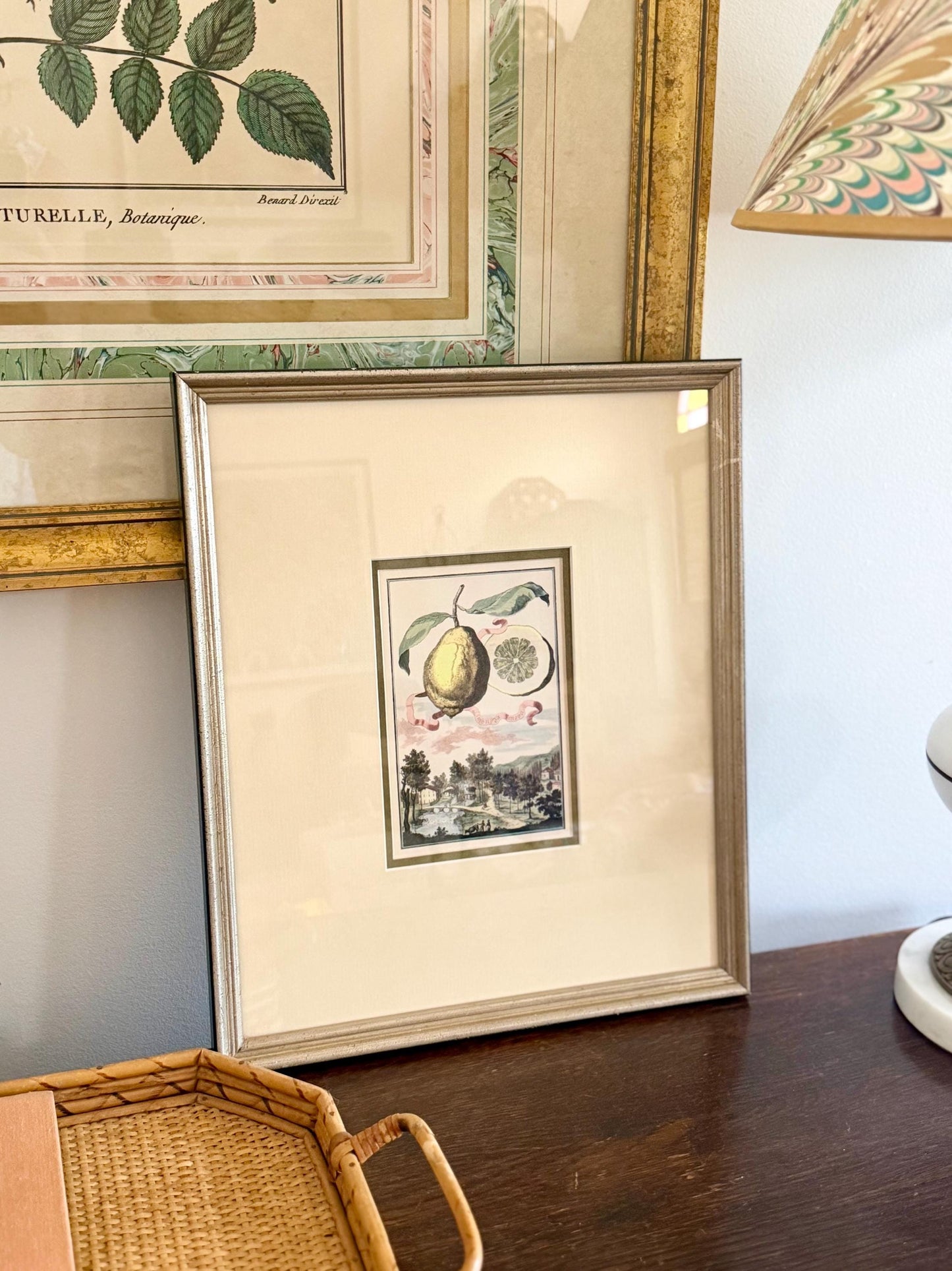 high quality botanical lemon citrus print in the style of Johann Christoph Volckamer