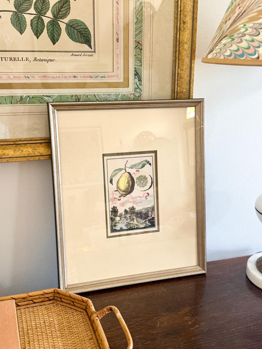 high quality botanical lemon citrus print in the style of Johann Christoph Volckamer