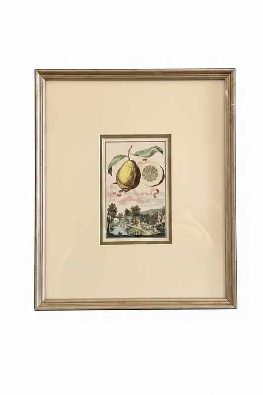high quality botanical lemon citrus print in the style of Johann Christoph Volckamer