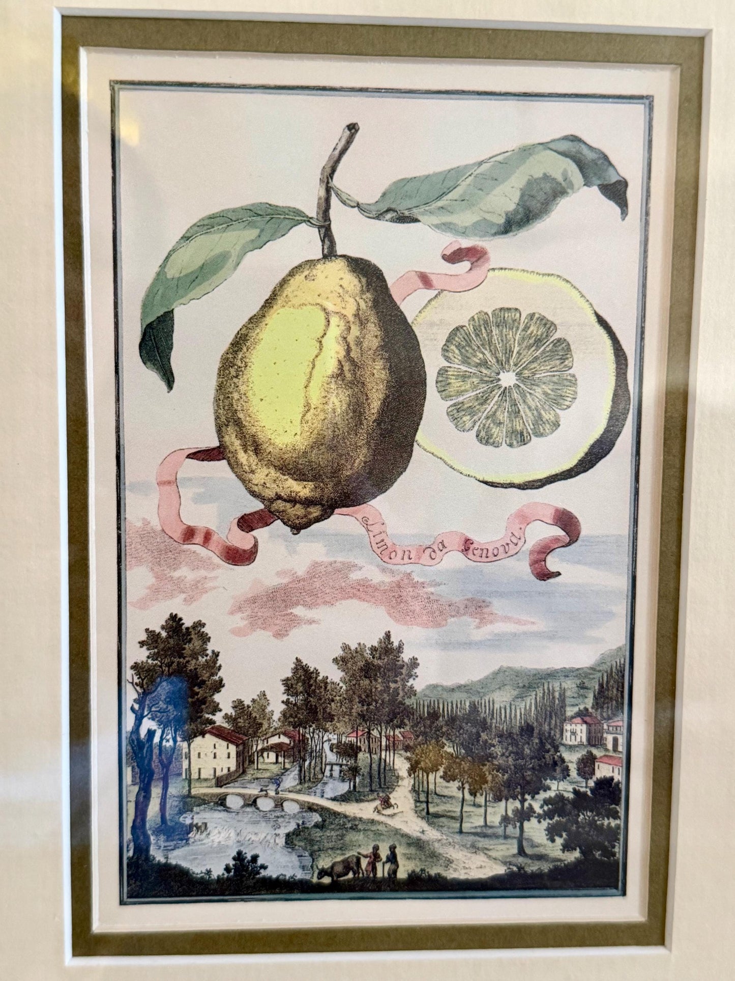 high quality botanical lemon citrus print in the style of Johann Christoph Volckamer