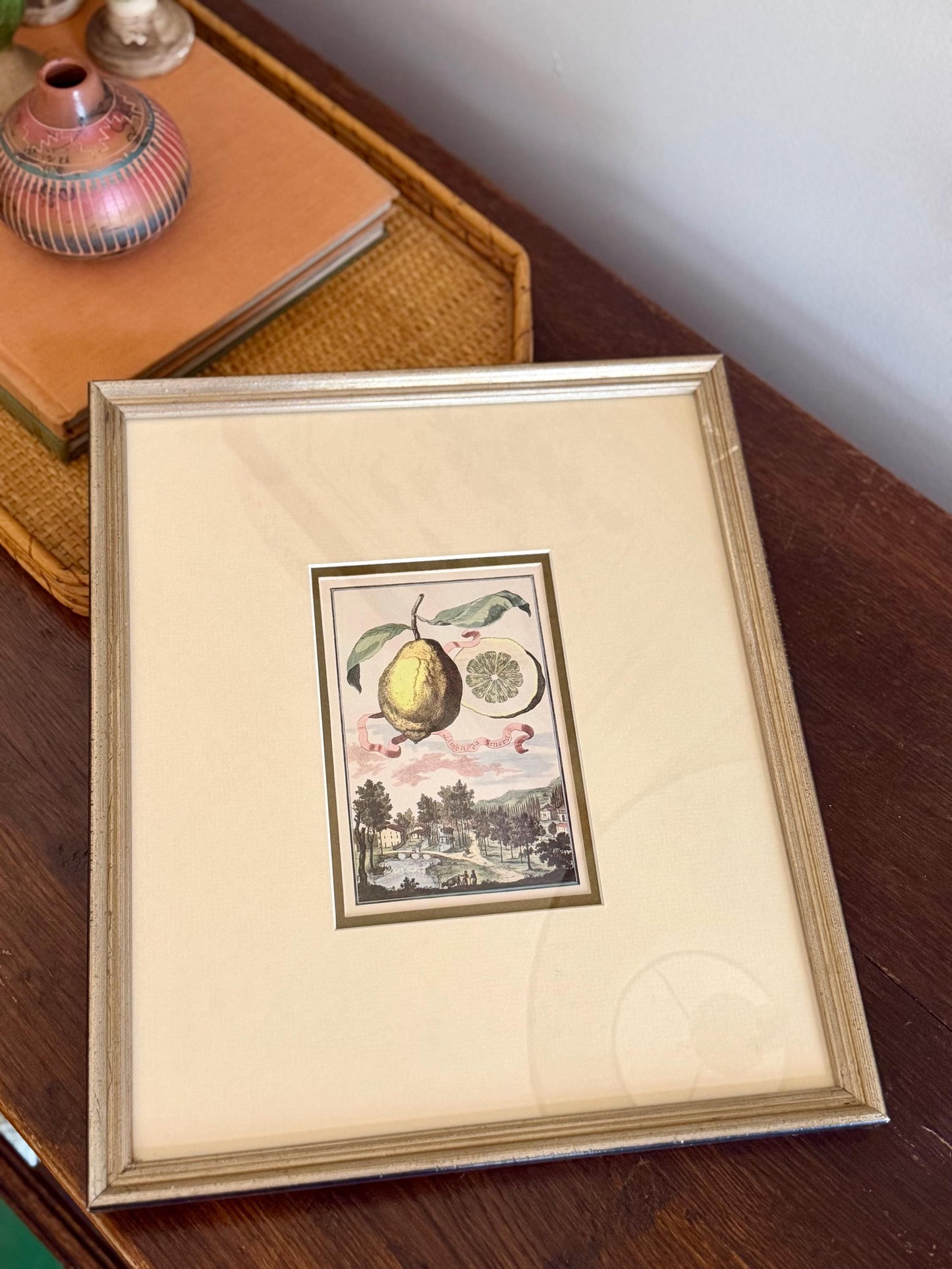 high quality botanical lemon citrus print in the style of Johann Christoph Volckamer